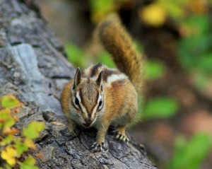 Chipmunk