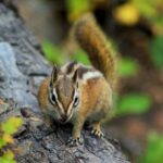 Chipmunk