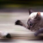 Speed Lines